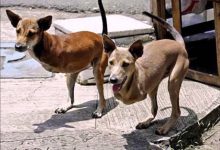 झूठ या सच? जानिए हैरान कर देने वाली Photos के पीछे की सच्चाई