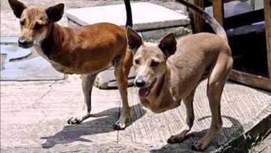 झूठ या सच? जानिए हैरान कर देने वाली Photos के पीछे की सच्चाई