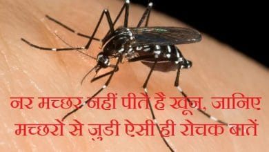 नर मच्छर नहीं पीते है खून, मच्छरों से जुडी ऐसी ही रोचक बातें जानिए!