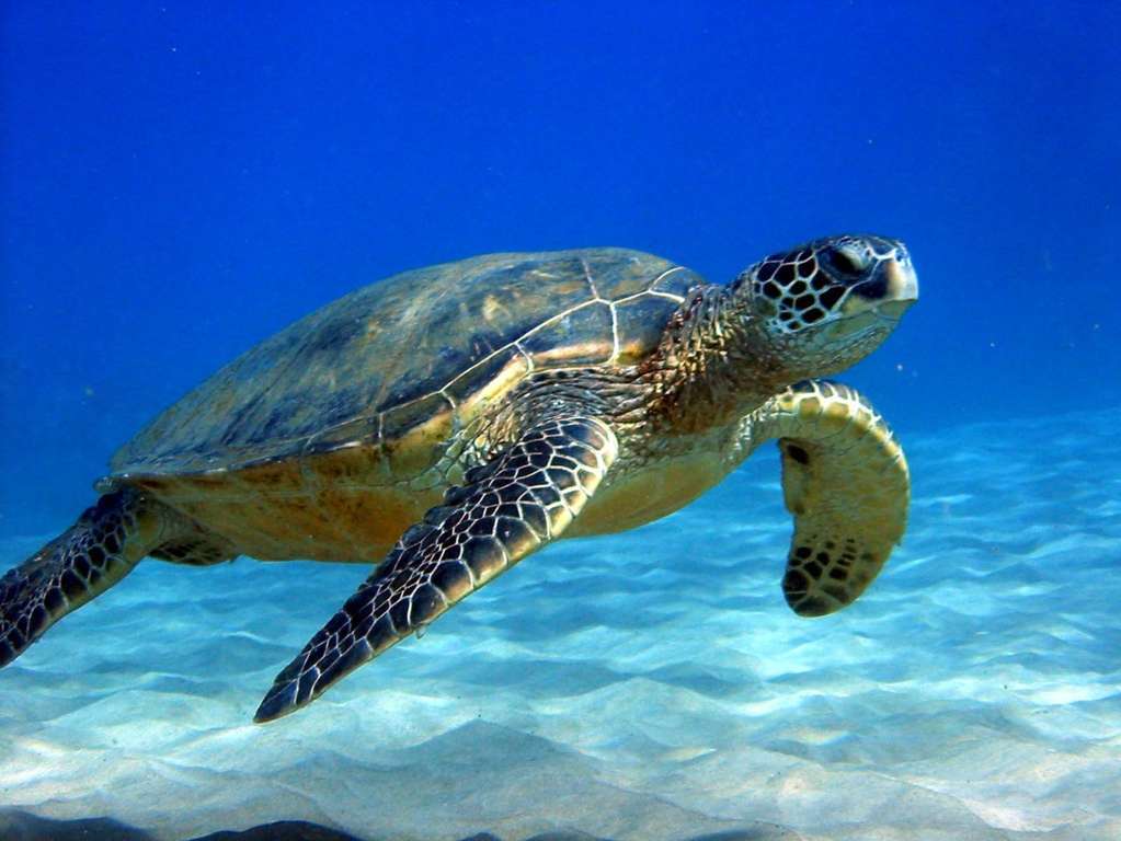जानिये Turtle के बारे में ये 15 रोचक तथ्य