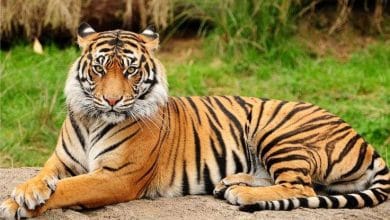 क्या? आप बाघ Adopt करना चाहते हैं? चौंकिए मत
