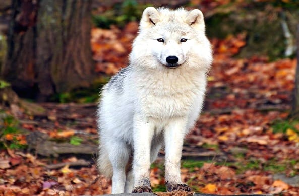 भेडिये से जुड़े अजीबोगरीब रोचक तथ्य | Wolf Facts in Hindi