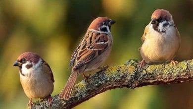 जानिए पक्षियों से जुड़ी कुछ रोचक जानकारियां- Birds Facts in Hindi