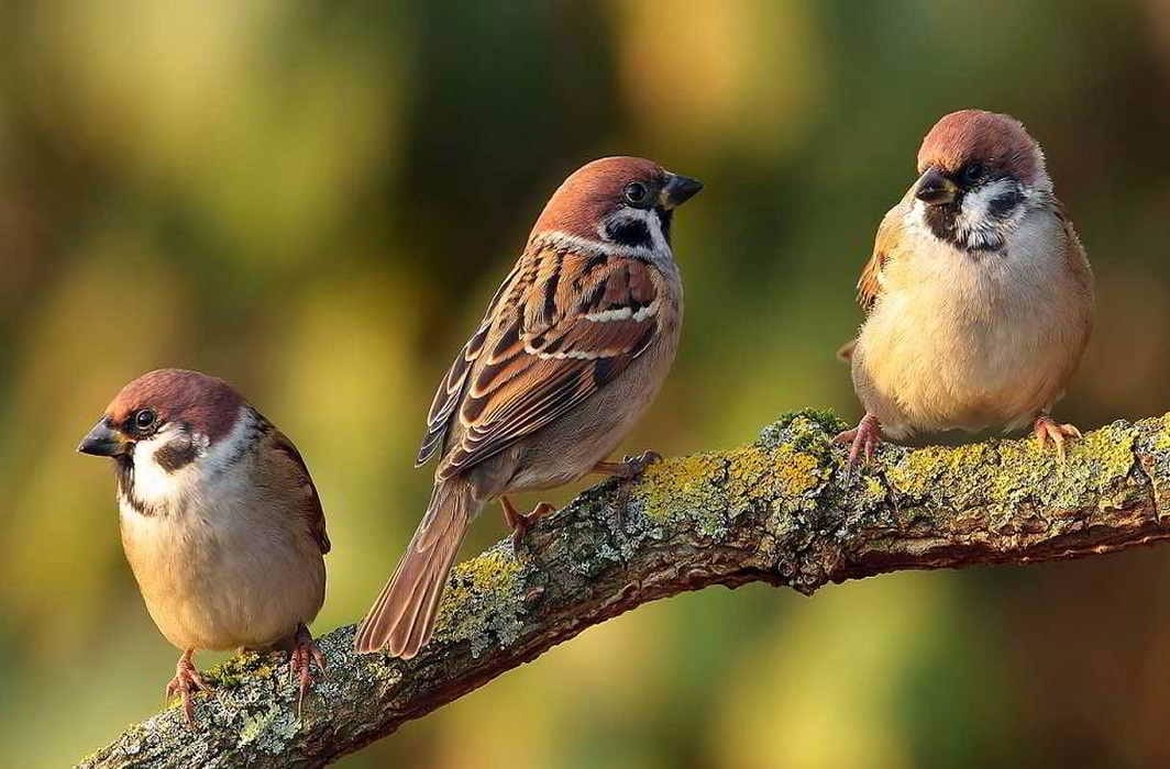 जानिए पक्षियों से जुड़ी कुछ रोचक जानकारियां- Birds Facts in Hindi
