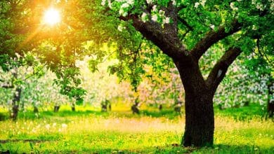 पेड़-पौधे के बारे में 35 रोचक तथ्य | Amazing Facts About Plants In Hindi