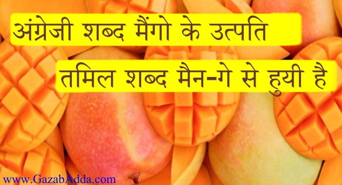 Mango Facts in Hindi | आम के बारे में कुछ ख़ास बातें जानिए। -