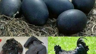 25 ज्ञानवर्धक बाते जो आपके दिमाग को 100 वाॅट का झटका देने के लिए काफी है.#11