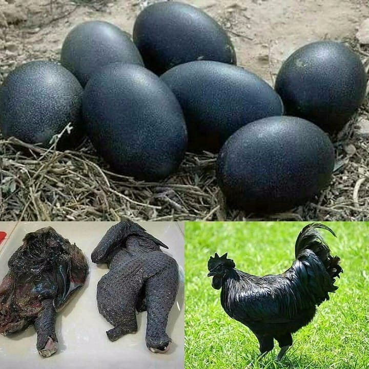 25 ज्ञानवर्धक बाते जो आपके दिमाग को 100 वाॅट का झटका देने के लिए काफी है.#11
