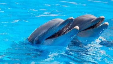 डॉल्फिन्स के बारे में 33 मजेदार रोचक तथ्य- National Animal Of India in Hindi