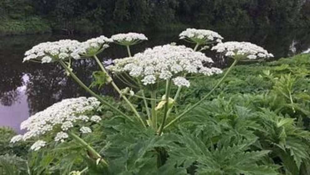 5 Very Dangerous Plants in the World Hindi: खतरनाक पौधे जिनके संपर्क में आते ही पक्की है मौत!