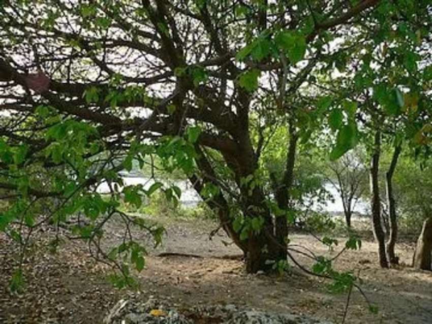 5 Very Dangerous Plants in the World Hindi: खतरनाक पौधे जिनके संपर्क में आते ही पक्की है मौत!