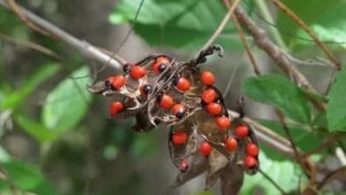 5 Very Dangerous Plants in the World Hindi: खतरनाक पौधे जिनके संपर्क में आते ही पक्की है मौत!