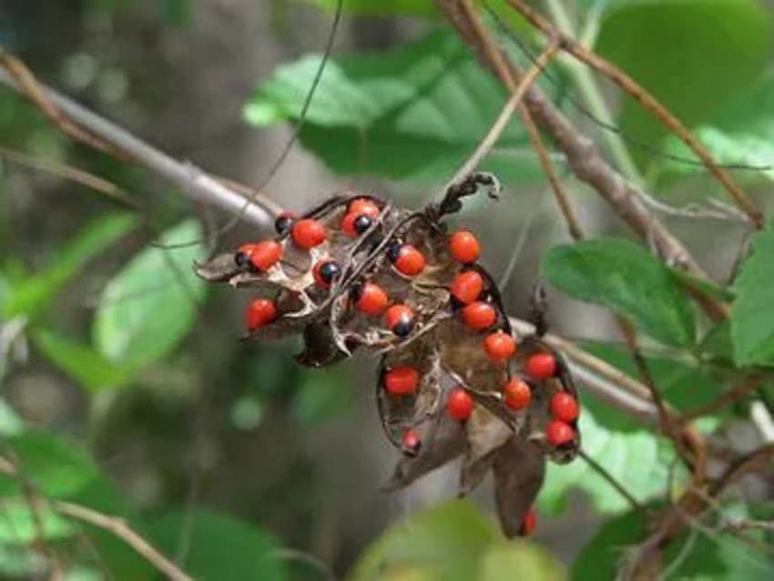 5 Very Dangerous Plants in the World Hindi: खतरनाक पौधे जिनके संपर्क में आते ही पक्की है मौत!
