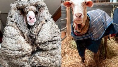 5 years sheep wondering in jungle