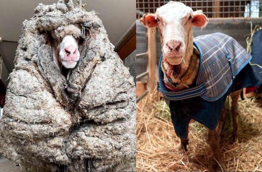 5 years sheep wondering in jungle