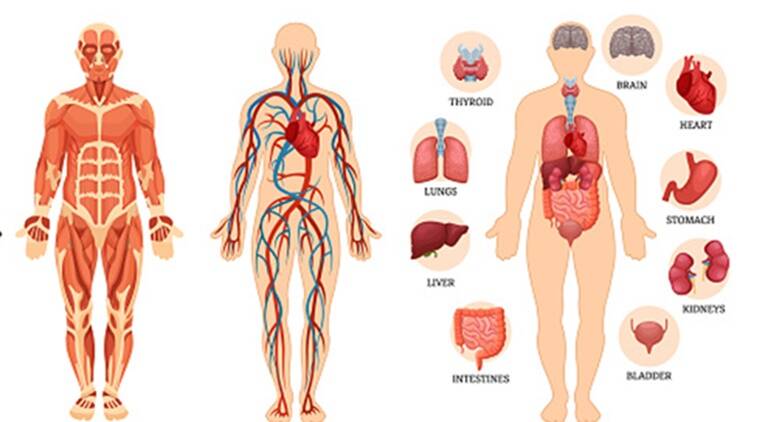 मानव शरीर के बारे में 50 अद्भुत एवं रोचक तथ्य – Amazing Facts About the Human Body