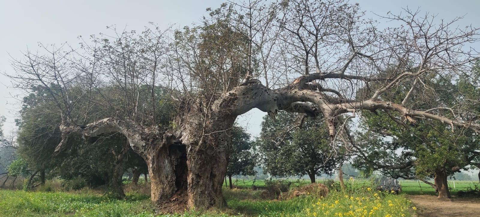 कल्पवृक्ष एक मुहिम Kalpavriksha ki Katha- Fatehpur Rahasya