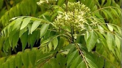 मीठी नीम या कड़ी पत्ता का उपयोग- Curry Leaves Benefits in Hindi