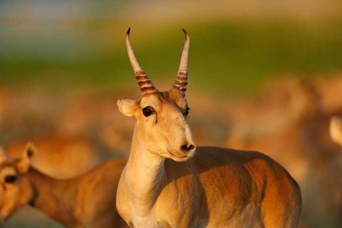 Top 10 World's Horned Animals List-  दुनिया के 10 सर्वश्रेष्ठ सींग वाले जानवर |