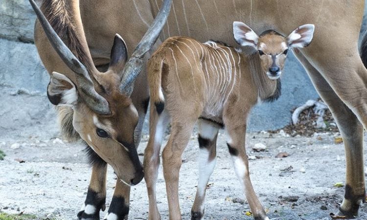Top 10 World's Horned Animals List-  दुनिया के 10 सर्वश्रेष्ठ सींग वाले जानवर |