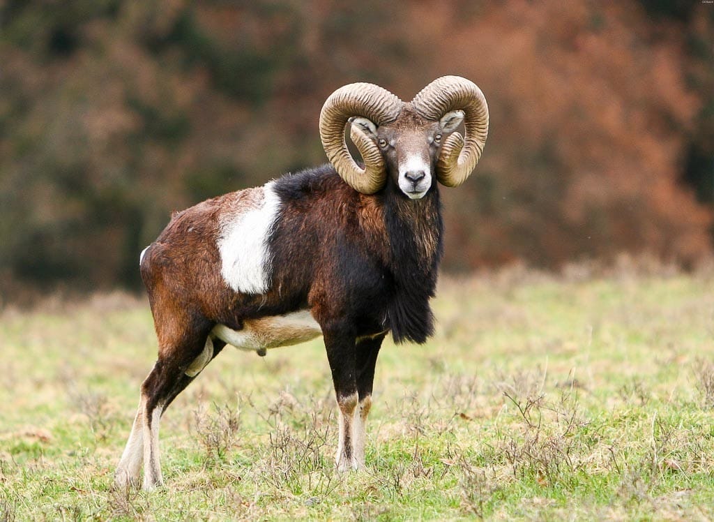 Top 10 World's Horned Animals List-  दुनिया के 10 सर्वश्रेष्ठ सींग वाले जानवर |