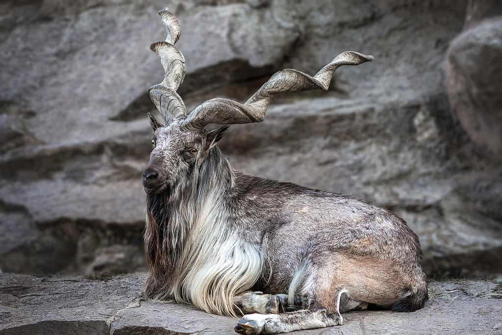 Top 10 World's Horned Animals List-  दुनिया के 10 सर्वश्रेष्ठ सींग वाले जानवर |