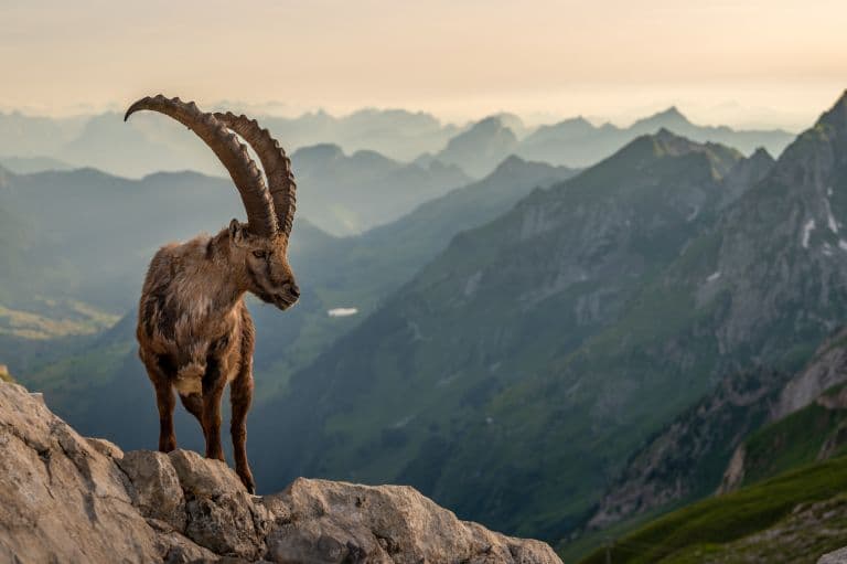 Top 10 World's Horned Animals List-  दुनिया के 10 सर्वश्रेष्ठ सींग वाले जानवर |