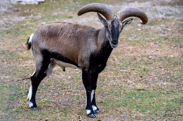 Top 10 World's Horned Animals List-  दुनिया के 10 सर्वश्रेष्ठ सींग वाले जानवर |
