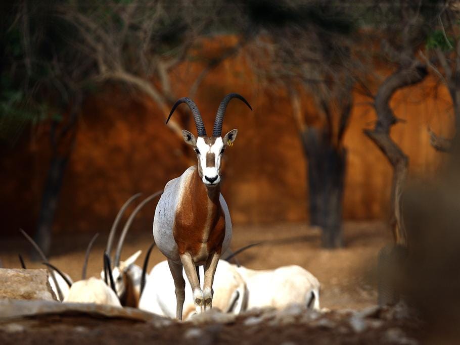 Top 10 World's Horned Animals List-  दुनिया के 10 सर्वश्रेष्ठ सींग वाले जानवर |