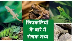 छिपकलियो के बारे में रोचक तथ्य, छिपकली के बारे मे 6 प्रमुख कहानियाँ