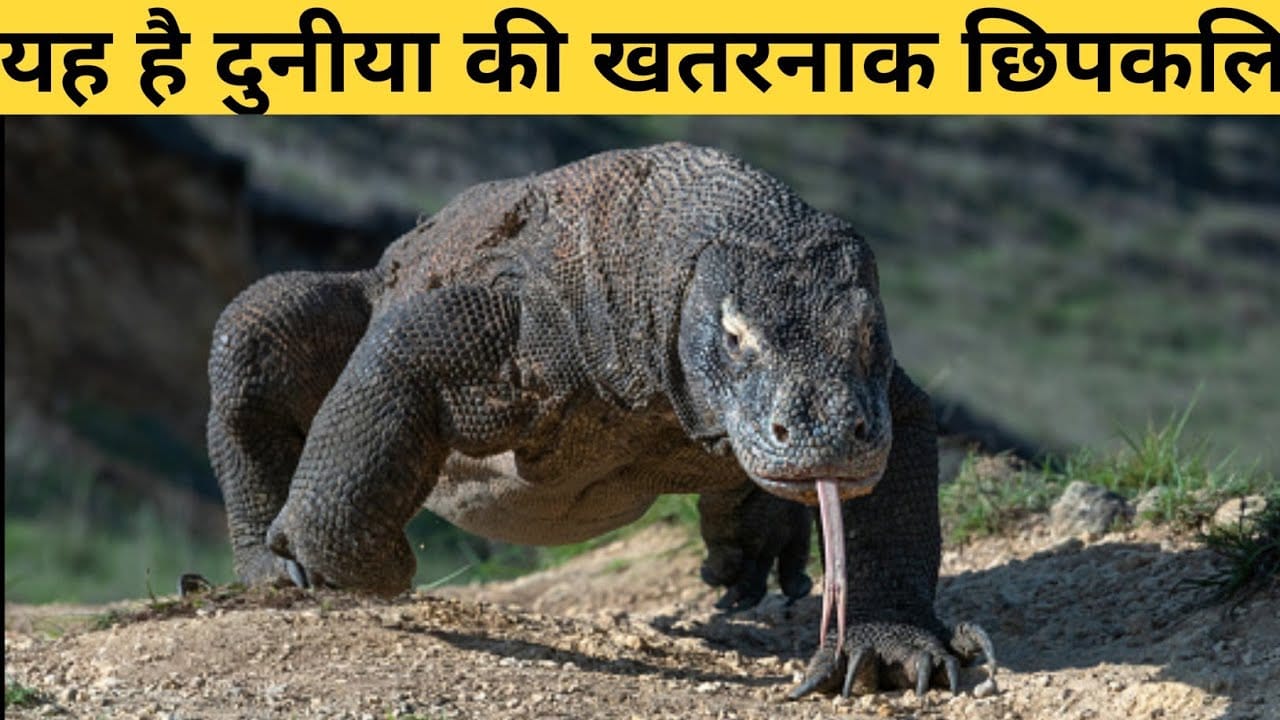 छिपकलियो के बारे में रोचक तथ्य, छिपकली के बारे मे 6 प्रमुख कहानियाँ