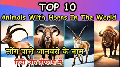 Top 10 World's Horned Animals List- दुनिया के 10 सर्वश्रेष्ठ सींग वाले जानवर |