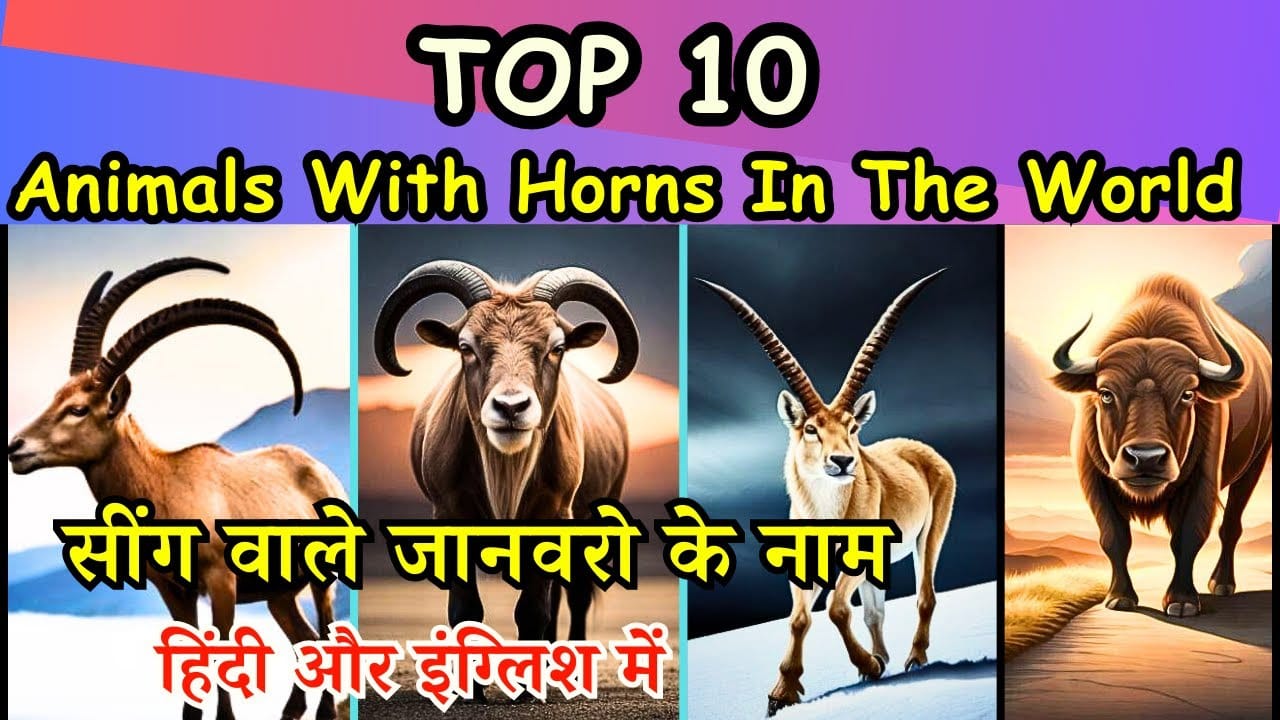 Horned Animals List