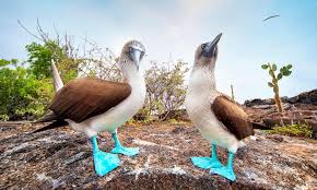 प्रकृति के 8 खूबसूरत जानवर, Unknown Beautiful Animals in The World