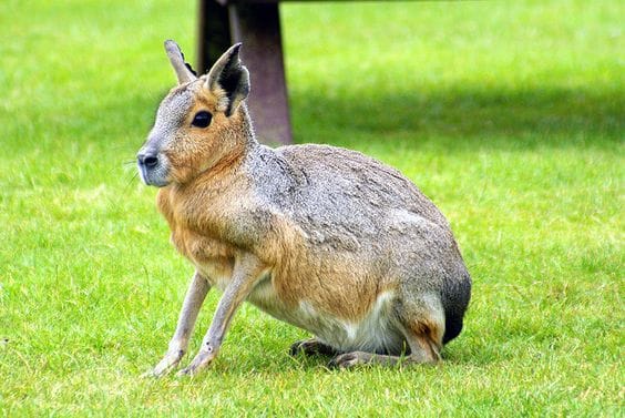 प्रकृति के 8 खूबसूरत जानवर, Unknown Beautiful Animals in The World