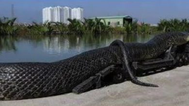 OMG, ये है दुनिया के सबसे बड़े और हैरान करने वाले जीव