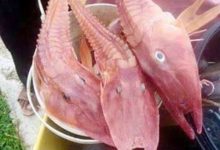 समुद्र के अंदर मछुआरे को मिला रहस्यमय जीव देखे फोटोज !