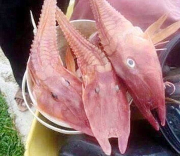 समुद्र के अंदर मछुआरे को मिला रहस्यमय जीव देखे फोटोज !