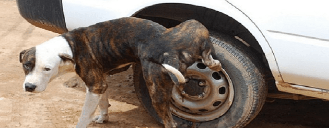 कुत्ते गाड़ी के टायर और खम्भे को ही क्यों बनाते है निशाना, क्या है वजह