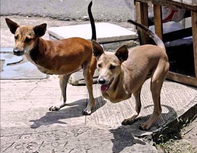 झूठ या सच? जानिए हैरान कर देने वाली Photos के पीछे की सच्चाई