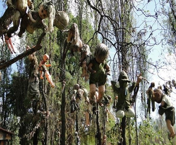 यहां पेड़ों से आती है लड़कियों की आवाजें, जानें इसका राज