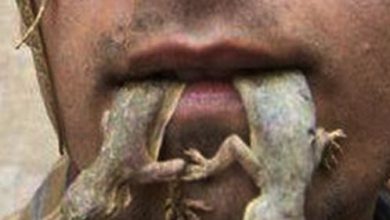 OMG! ये आदमी खाता है छिपकली,कारण जानकर दंग रह जाएंगे आप