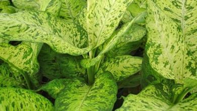 इस पौधे को छूने से जा सकती है आपकी जान!