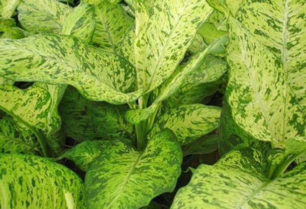 इस पौधे को छूने से जा सकती है आपकी जान!