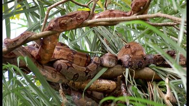 दुनिया की सबसे खतरनाक जगह, जहां हुकूमत करते हैं जहरीले सांप