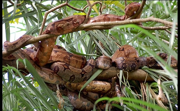 दुनिया की सबसे खतरनाक जगह, जहां हुकूमत करते हैं जहरीले सांप