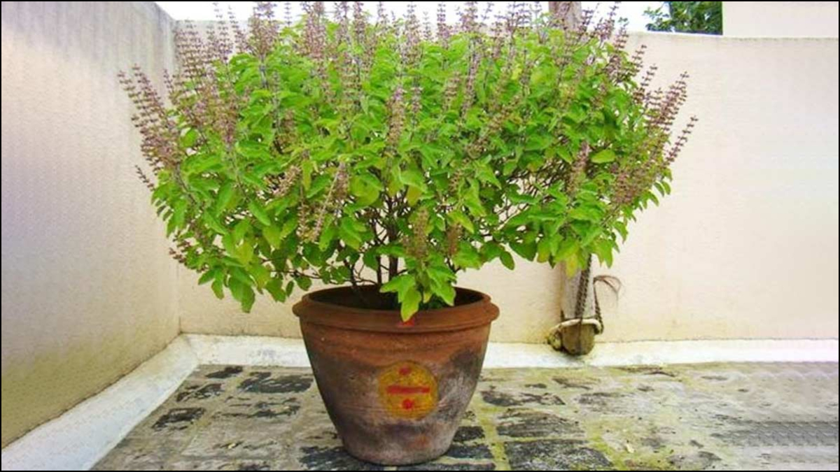 तुलसी के पौधों से जुड़े ये उपाय बदल देंगे आपका भाग्य- उपयोग और आपका भाग्य tulsi Plant Benefits