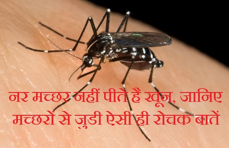 नर मच्छर नहीं पीते है खून, मच्छरों से जुडी ऐसी ही रोचक बातें जानिए!