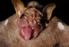 संसार के सबसे डरावने और घिनौने जानवर,कैसे और कौन