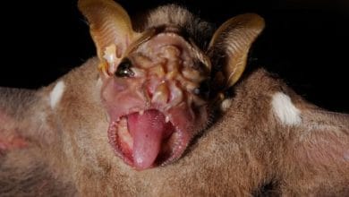 संसार के सबसे डरावने और घिनौने जानवर,कैसे और कौन